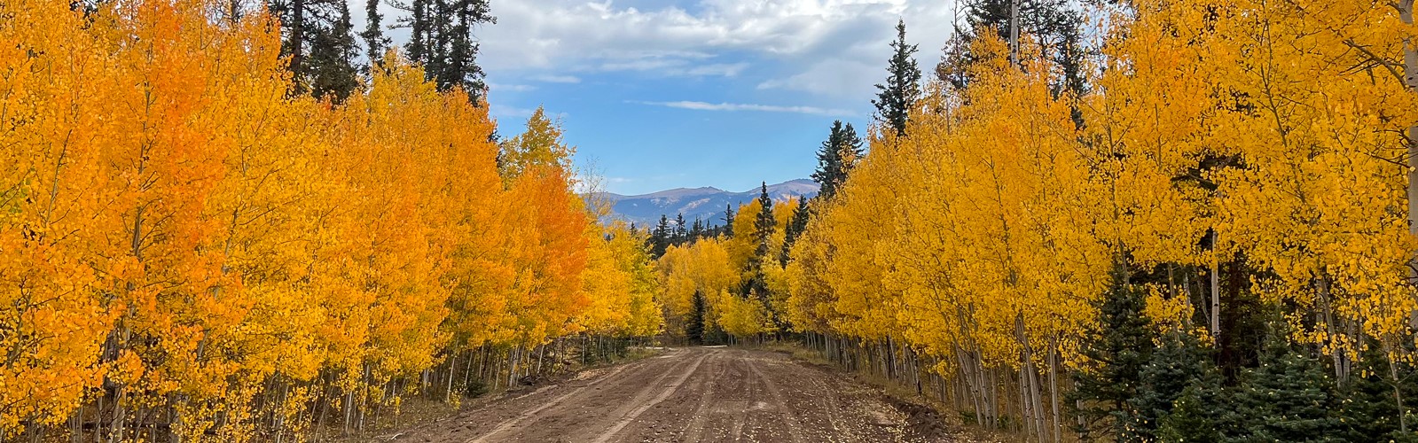 Image of Fall Aspen Colors lining a street